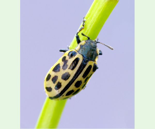 Liskavka Chrysomela vigintipunctata