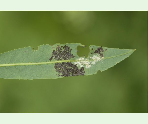 Liskavka Chrysomela vigintipunctata