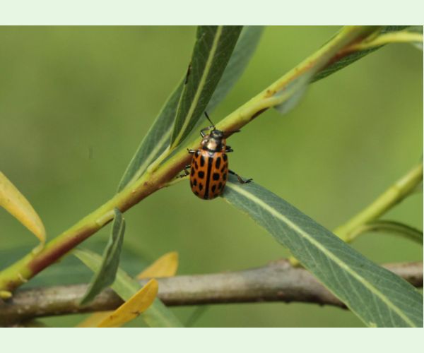 Liskavka Chrysomela vigintipunctata