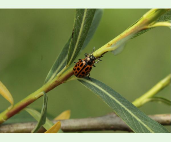 Liskavka Chrysomela vigintipunctata