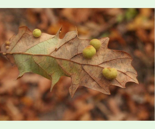 Hrčiarka Chilaspis nitida