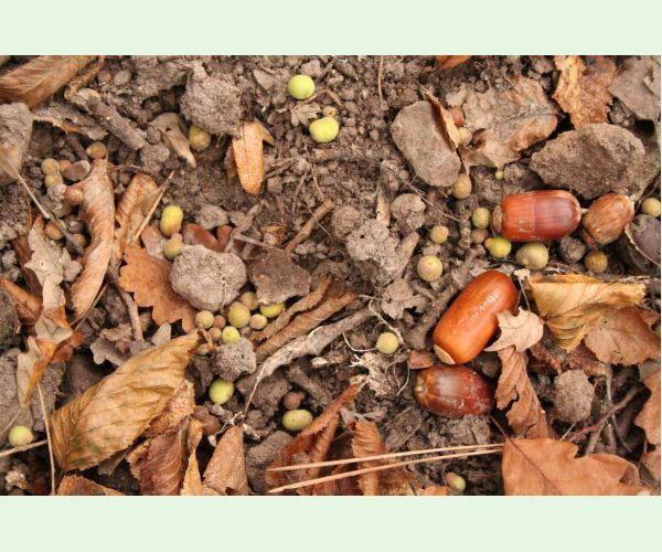 Hrčiarka Chilaspis nitida