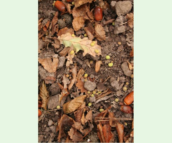 Hrčiarka Chilaspis nitida