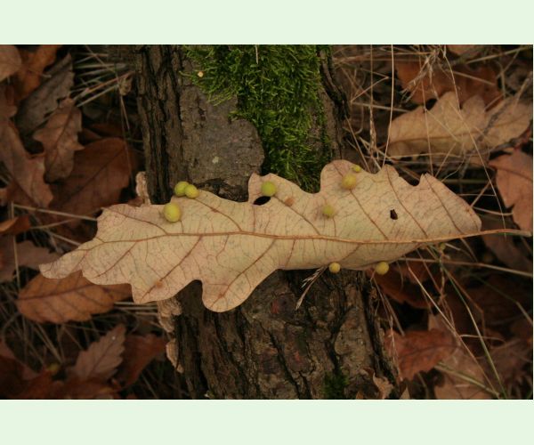 Hrčiarka Chilaspis nitida