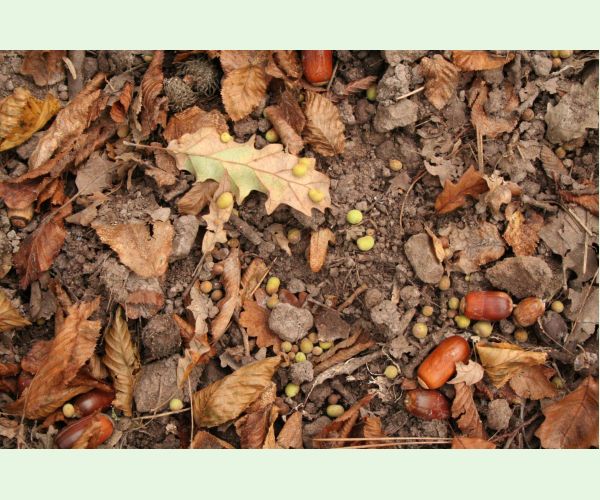 Hrčiarka Chilaspis nitida