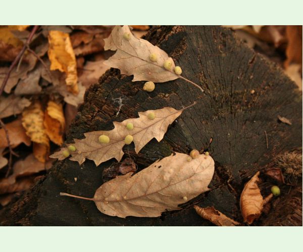 Hrčiarka Chilaspis nitida