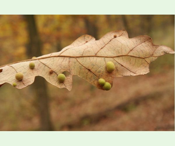 Hrčiarka Chilaspis nitida