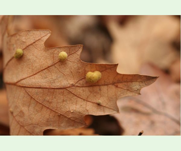 Hrčiarka Chilaspis nitida