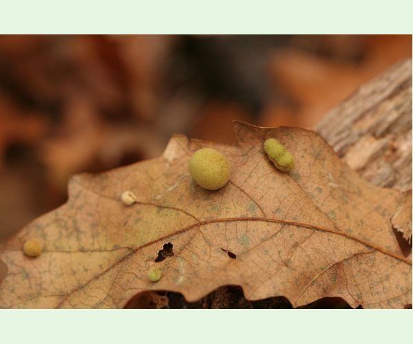 Hrčiarka Chilaspis nitida