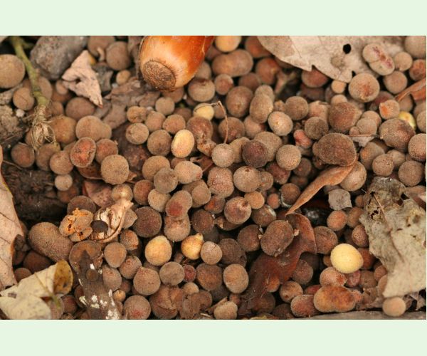 Hrčiarka Chilaspis nitida