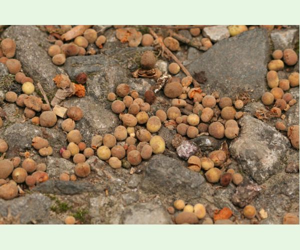 Hrčiarka Chilaspis nitida