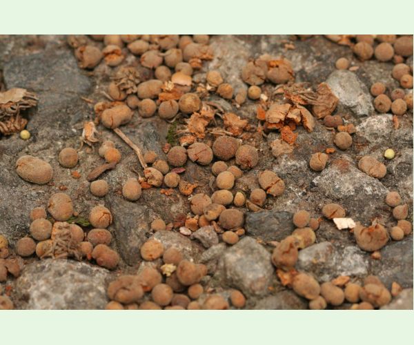 Hrčiarka Chilaspis nitida