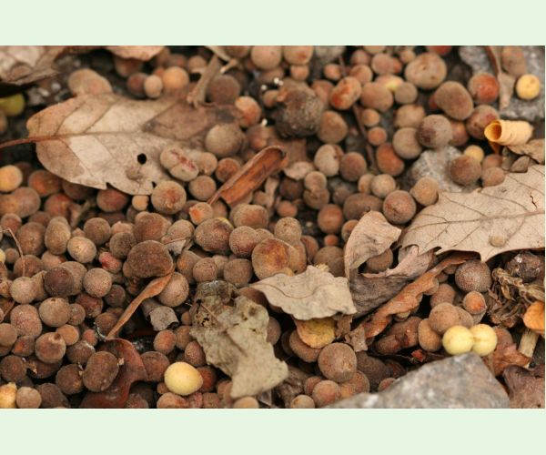 Hrčiarka Chilaspis nitida