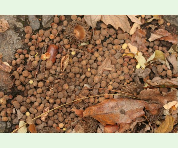 Hrčiarka Chilaspis nitida