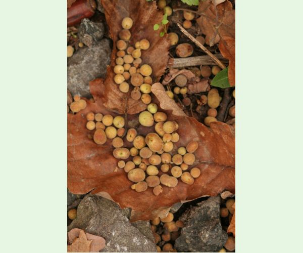 Hrčiarka Chilaspis nitida