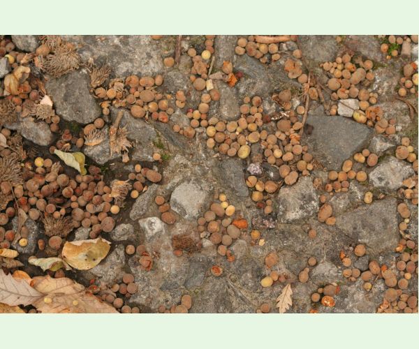 Hrčiarka Chilaspis nitida