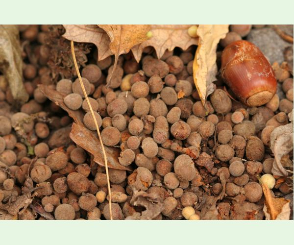 Hrčiarka Chilaspis nitida