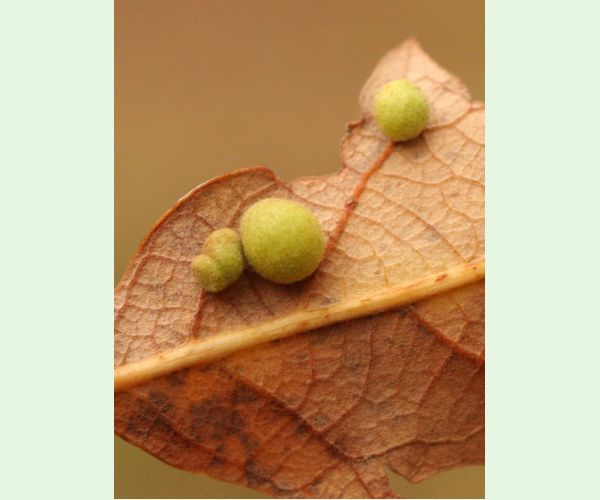 Hrčiarka Chilaspis nitida