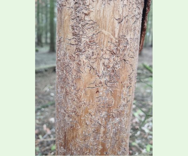 Lykožrút prostredný