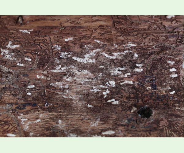 Lykožrút jedľový