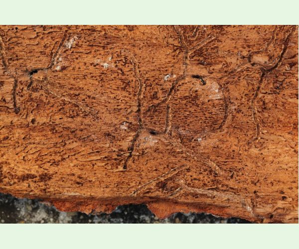 Lykožrút jedľový