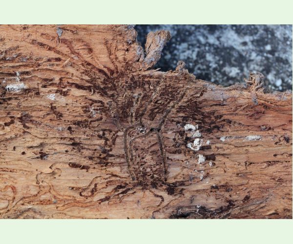 Lykožrút jedľový