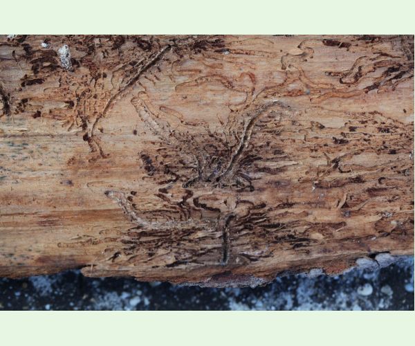 Lykožrút jedľový