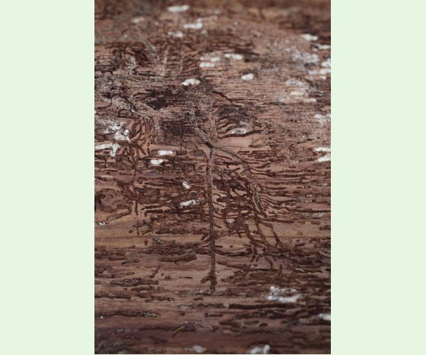 Lykožrút jedľový