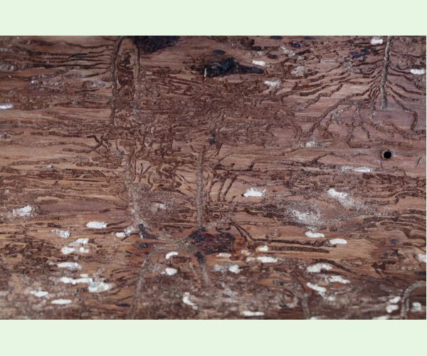 Lykožrút jedľový