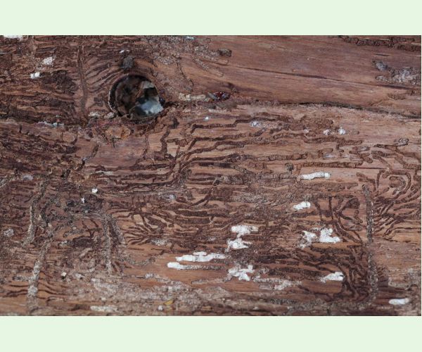 Lykožrút jedľový