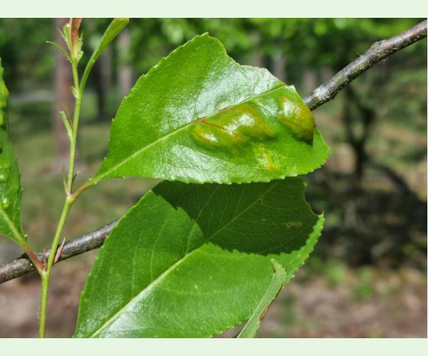 Kučeravosť listov čremchy