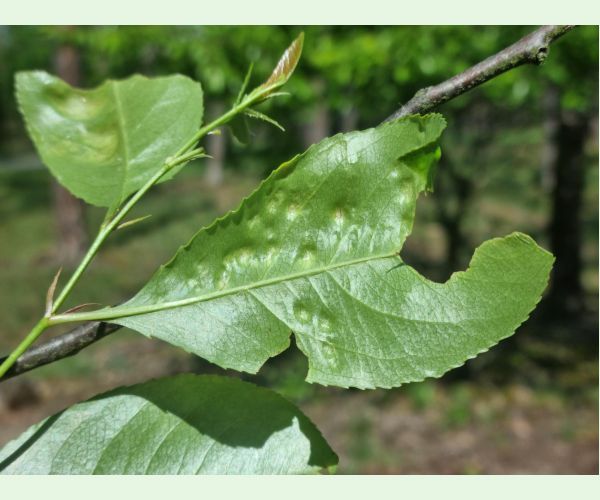 Kučeravosť listov čremchy