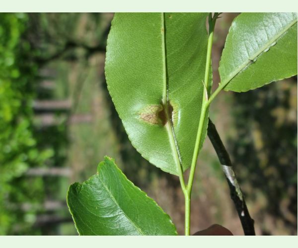 Kučeravosť listov čremchy