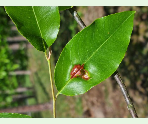 Kučeravosť listov čremchy