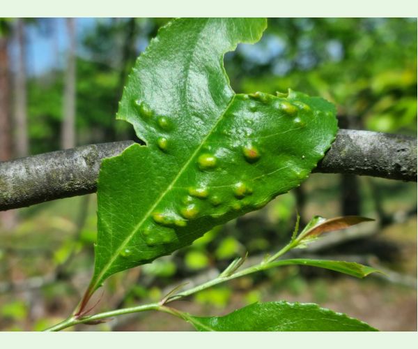 Kučeravosť listov čremchy