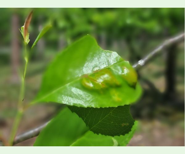 Kučeravosť listov čremchy