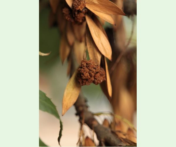 Roztoč Aceria fraxinivora