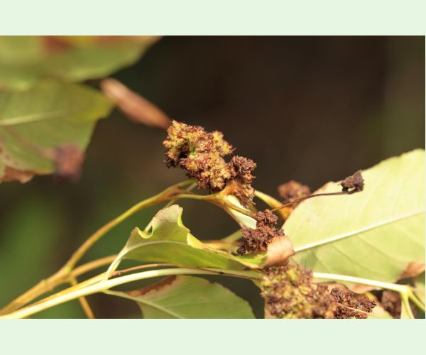 Roztoč Aceria fraxinivora