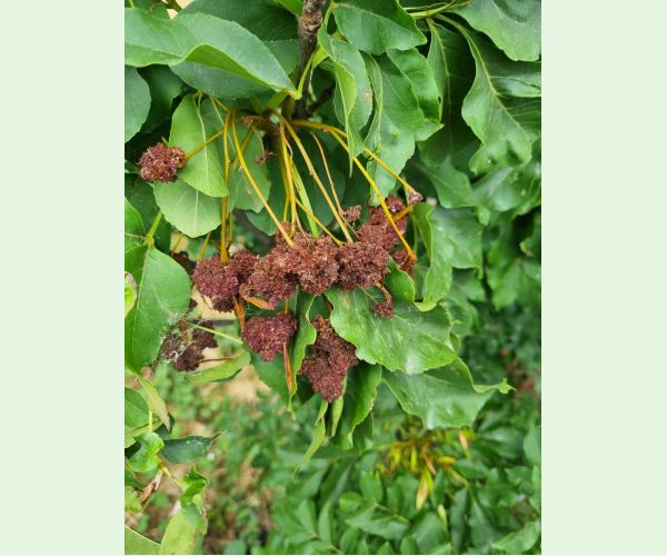 Roztoč Aceria fraxinivora