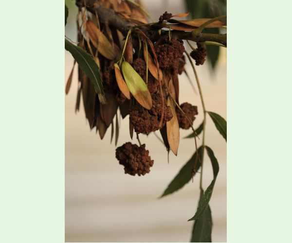 Roztoč Aceria fraxinivora