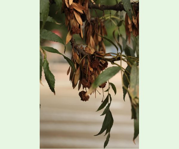 Roztoč Aceria fraxinivora