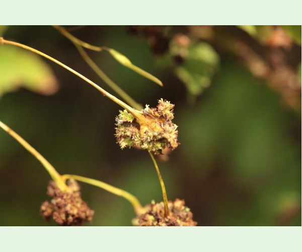 Roztoč Aceria fraxinivora