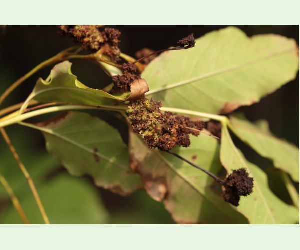 Roztoč Aceria fraxinivora