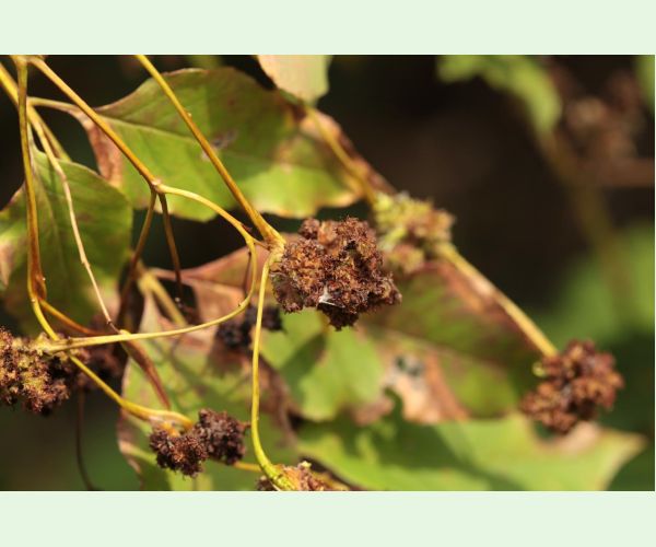 Roztoč Aceria fraxinivora