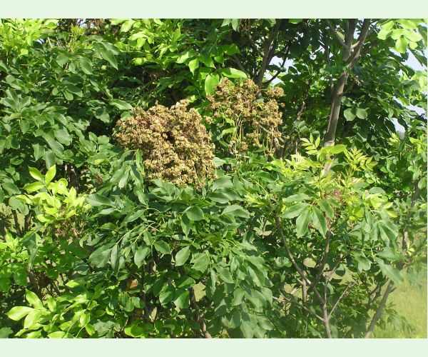 Roztoč Aceria fraxinivora