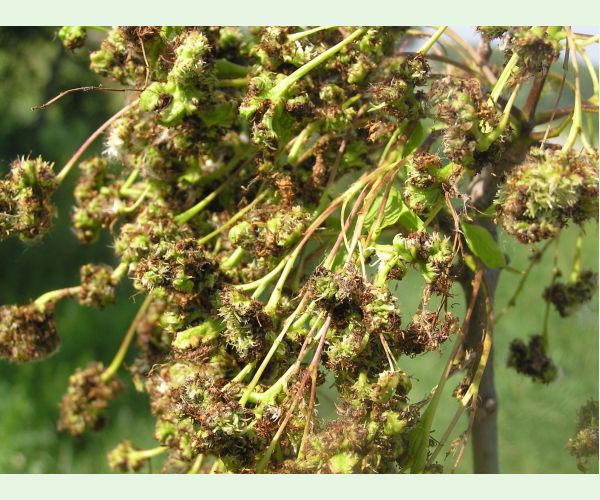 Roztoč Aceria fraxinivora