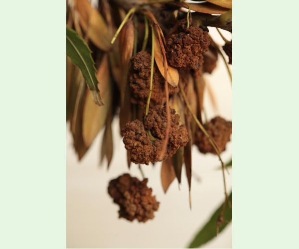 Roztoč Aceria fraxinivora