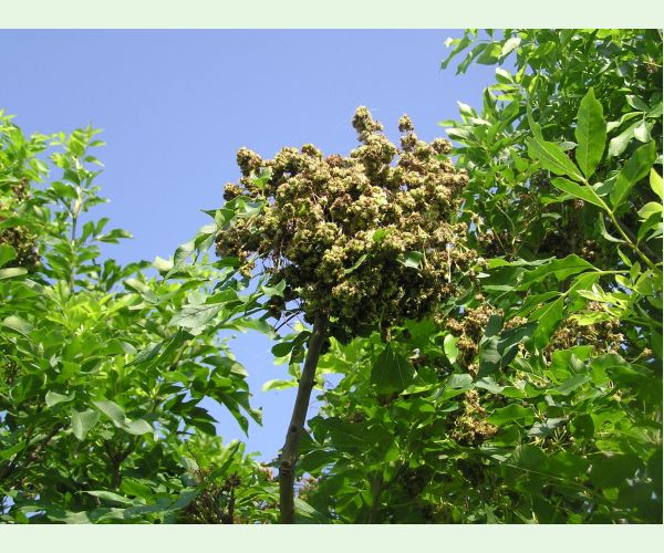 Roztoč Aceria fraxinivora