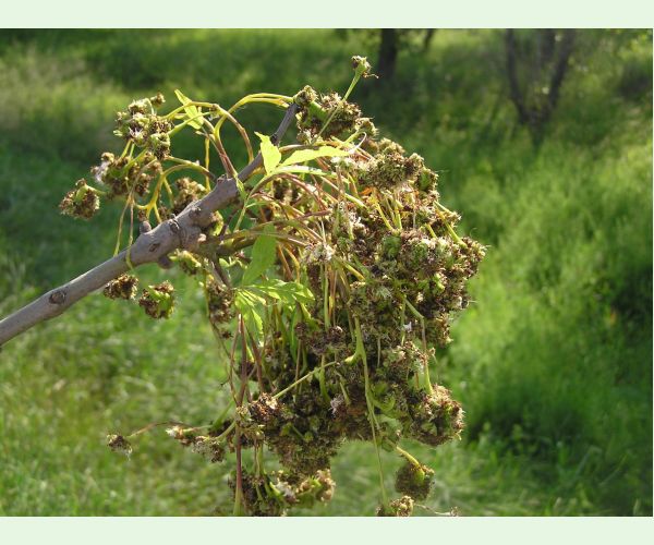 Roztoč Aceria fraxinivora