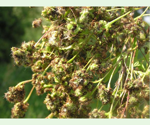 Roztoč Aceria fraxinivora